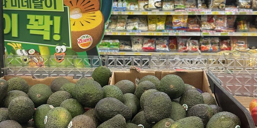 Avocados (5-pack) Price in Korea 2026: ₩5,900 at Morning Mart