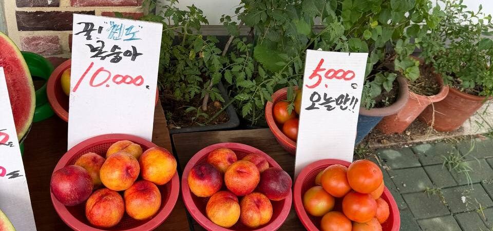 Nectarines (7 pcs) Price in Korea 2026: ₩10,000 at Street stall