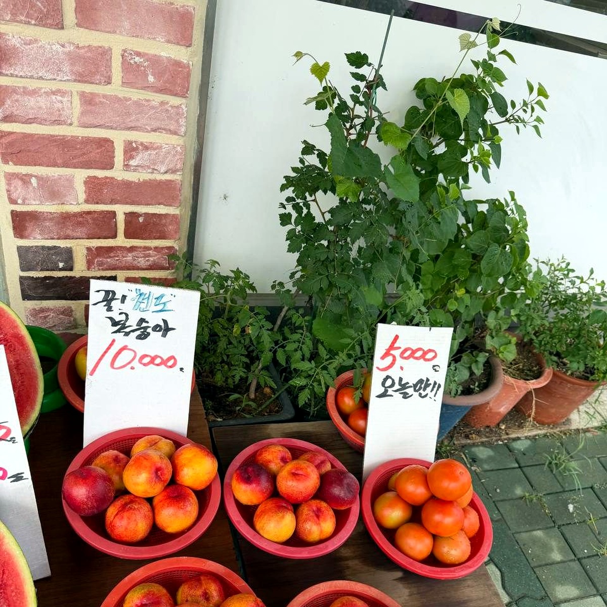 Nectarines